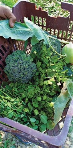 Kitchen garden produce