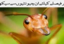 بہترین فیصلے کیلئے چیونٹیوں سے سیکھیے