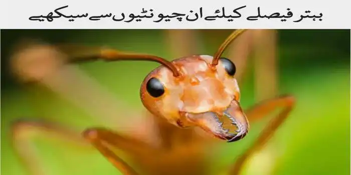 بہترین فیصلے کیلئے چیونٹیوں سے سیکھیے
