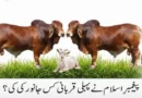 پیغمبرِاسلام نے پہلی قربانی کس جانورکی کی؟