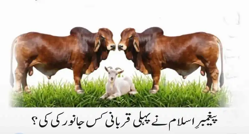 پیغمبرِاسلام نے پہلی قربانی کس جانورکی کی؟